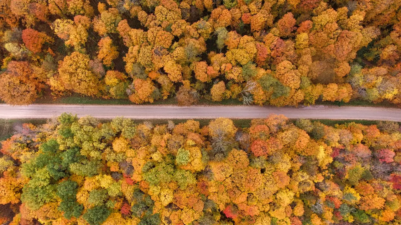 Aerial view of a county road cutting through orange and yellow autumn forest in Michigan